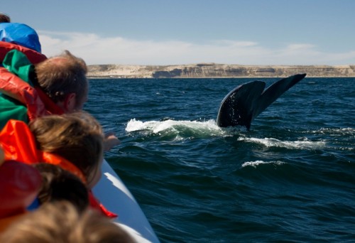 Avistaje de ballenas: el mejor de América Latina